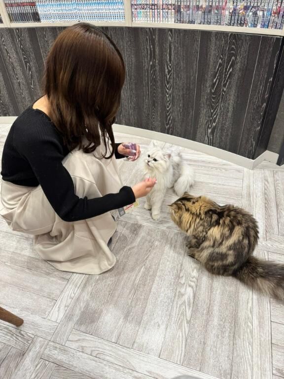 猫カフェ